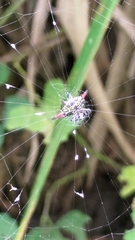 Gasteracantha sauteri