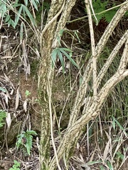Sambucus sieboldiana pinnatisecta
