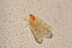 Saccharodite chrysonoe