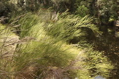 Platycaulos callistachyus