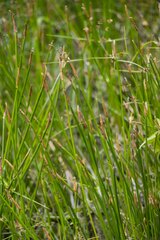 Eleocharis limosa