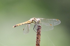 Sympetrum darwinianum