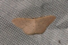 Idaea philocosma