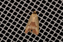 Ageletha elaeodes
