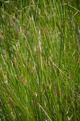 Eleocharis limosa
