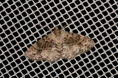 Myrioblephara desumpta