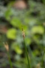 Eleocharis limosa