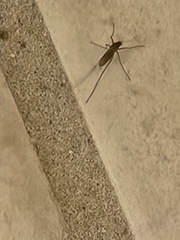 Culex quinquefasciatus