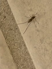 Culex quinquefasciatus