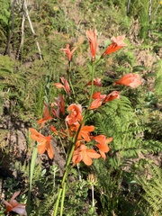 Pillansia templemannii