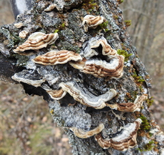 Auricularia mesenterica