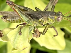 Melanoplus yarrowii