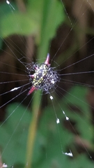 Gasteracantha sauteri