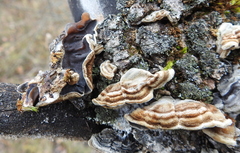 Auricularia mesenterica