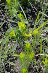 Eugenia albanensis