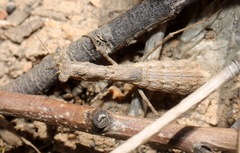 Chroicopteridae