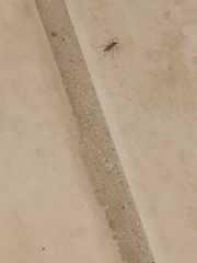 Culex quinquefasciatus