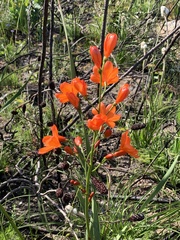 Pillansia templemannii