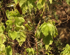 Sparrmannia africana