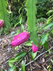 Epiphyllum phyllanthus