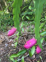 Epiphyllum phyllanthus