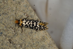 Moerarchis clathrata