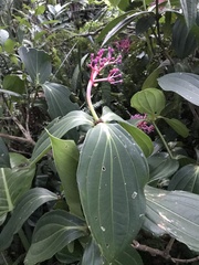 Medinilla formosana