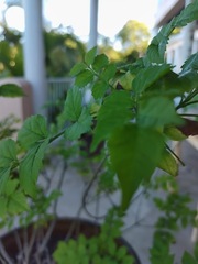 Radermachera sinica