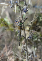 Oxygastra curtisii