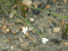 Lachnaea greytonensis