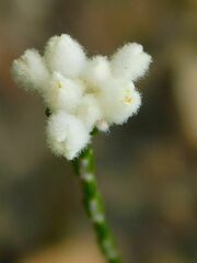 Lachnaea greytonensis