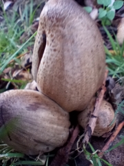 Coprinopsis atramentaria