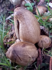 Coprinopsis atramentaria