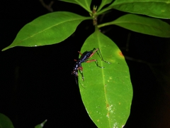 Neocollyris