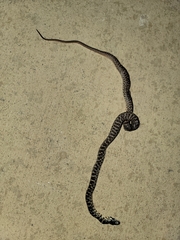 Coluber constrictor flaviventris