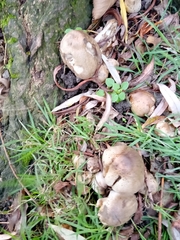 Coprinopsis atramentaria