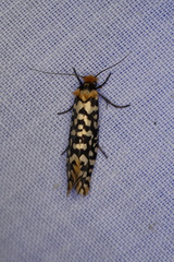 Moerarchis clathrata