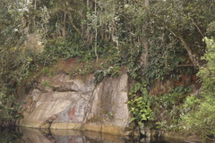 Osmitopsis osmitoides