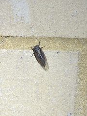 Physeema quadricincta