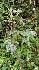 Girardinia diversifolia