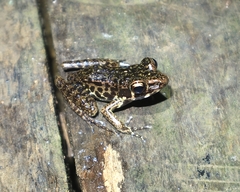 Pulchrana baramica