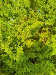 Juniperus virginiana