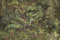 Osmitopsis osmitoides