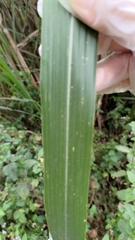Miscanthus floridulus