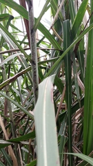 Miscanthus floridulus