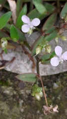 Murdannia loriformis