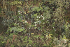 Osmitopsis osmitoides