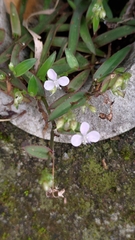 Murdannia loriformis