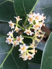 Ocotea pulchella