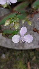 Murdannia loriformis